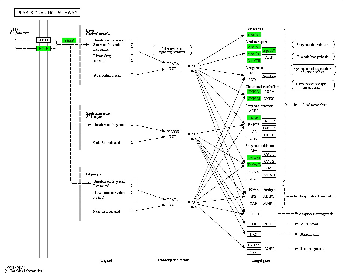 Figure 97. Effect of green tea extract on transcriptional pattern related with PPAR signaling pathway in C57BL/6J mice fed high fat diet. Red color indicates up-regulation and green is down-regulation to high-fat diet.