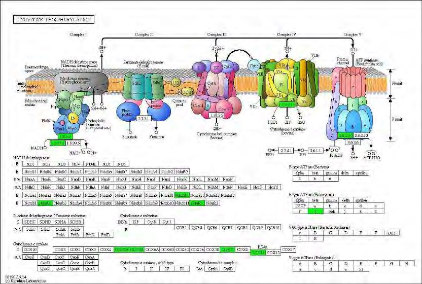 Figure 98. Effect of green tea extract on transcriptional pattern related with oxidiative phosphorylation in C57BL/6J mice fed high fat diet. Red color indicates up-regulation and green is down-regulation to high-fat diet