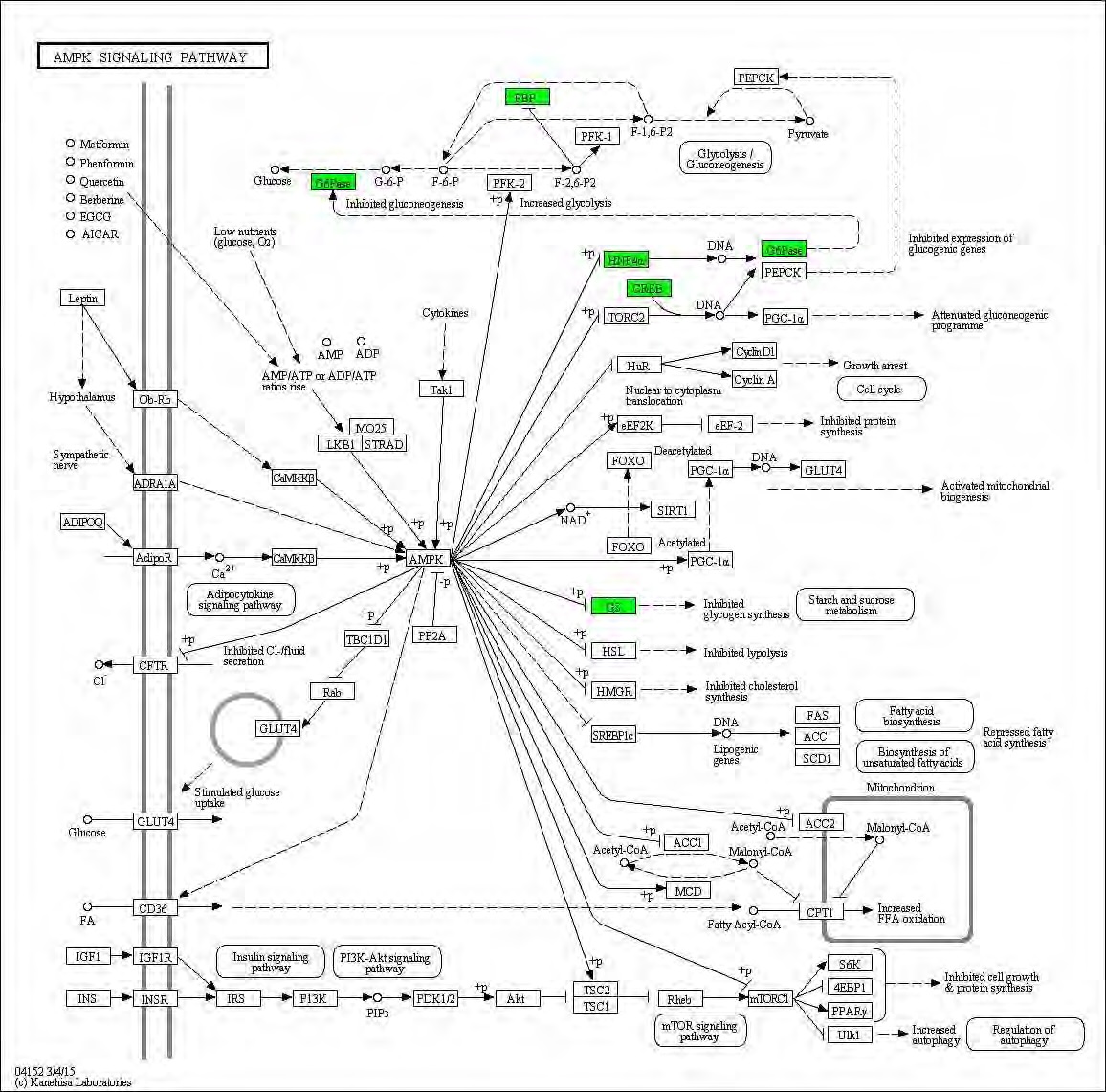 Figure 99. Effect of green tea extract on transcriptional pattern related with AMPK signaling pathway in C57BL/6J mice fed high fat diet. Red color indicates up-regulation and green is down-regulation to high-fat diet