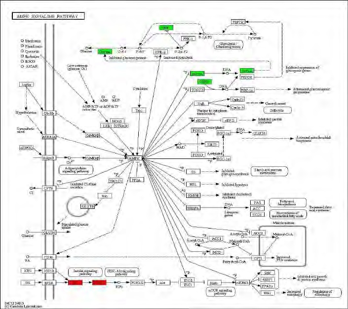 Figure 100. Effect of green tea extract on transcriptional pattern related with AMPK signaling pathway in C57BL/6J mice fed high fat diet. Red color indicates up-regulation and green is down-regulation to high-fat diet