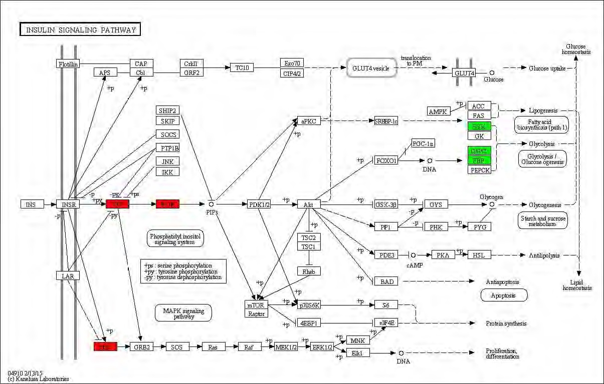 Figure 101. Effect of green tea extract on transcriptional pattern related with insulin signaling pathway in C57BL/6J mice fed high fat diet. Red color indicates up-regulation and green is down-regulation to high-fat diet.