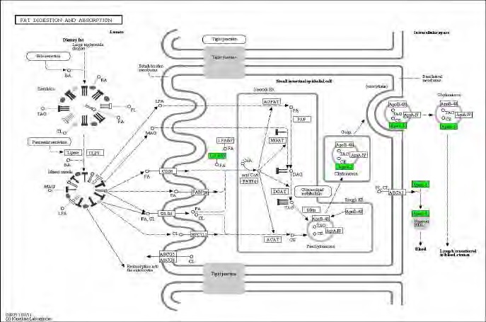 Figure 102. Effect of green tea extract on transcriptional pattern related with oxdiative phosphorylation in C57BL/6J mice fed high fat diet. Red color indicates up-regulation and green is down-regulation to high-fat diet