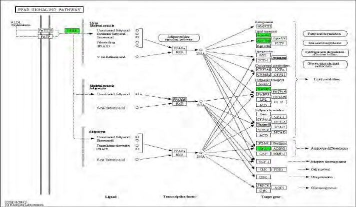 Figure 103. Effect of green tea extract on transcriptional pattern related with oxdiative phosphorylation in C57BL/6J mice fed high fat diet. Red color indicates up-regulation and green is down-regulation to high-fat diet