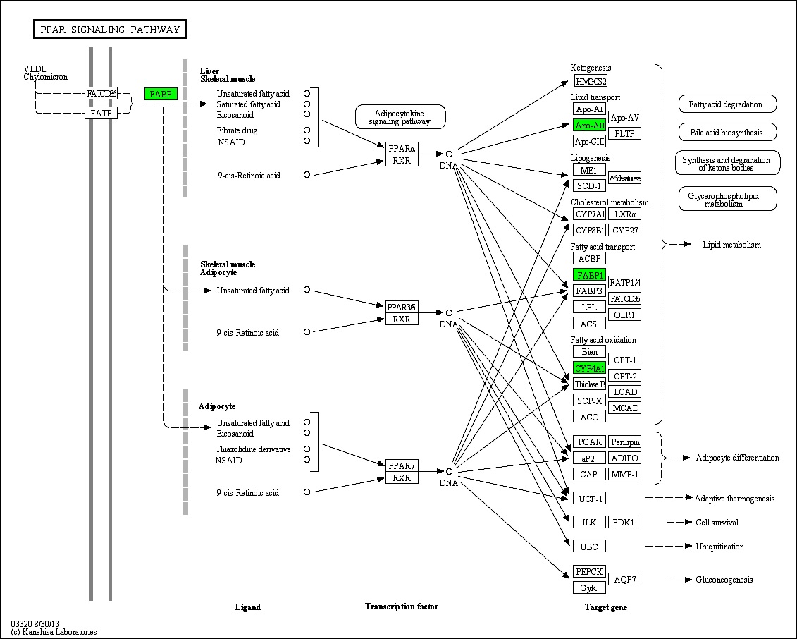 Figure 104. Effect of Bangpungtongsungsan on transcriptional pattern related with PPAR signaling pathway C57BL/6J mice fed high fat diet. Red color indicates up-regulation and green is down-regulation to high-fat diet.