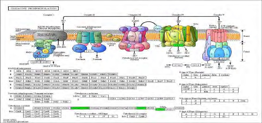 Figure 105. Effect of Bangpungtongsungsan on transcriptional pattern related with oxdiative phosphorylation in C57BL/6J mice fed high fat diet. Red color indicates up-regulation and green is down-regulation to high-fat diet