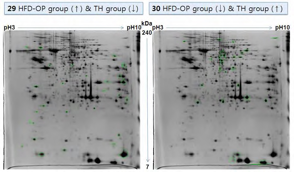 Figure 113. 2D gel images of up/down-regulated proteins in WAT