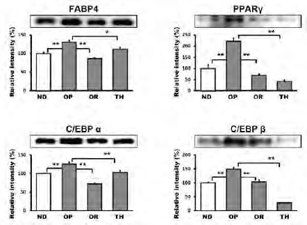 Figure 115. Differentially regulated adipogenic factors in WAT as deternined by inmmunoblot analysis