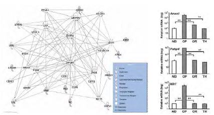 Figure 116. Networks generated by Ingenuity Pathway Analysis using up-or-down-regulated pretein in response to HFD and TH treatment