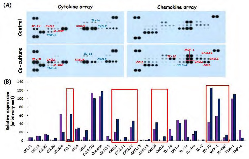 Figure 123. Effects of crosstalk between adipocytes and macrophages on the production of cytokines/chemokines