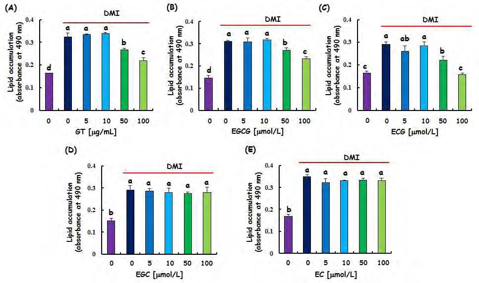 Figure 130. Effect of green tea and green tea-derived catechins on lipid accumulation in 3T3-L1 cells