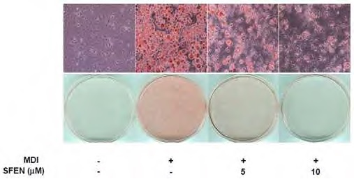 Figure 139. Anti-adipogenic effect of sulforaphene in 3T3-L1 preadipocytes