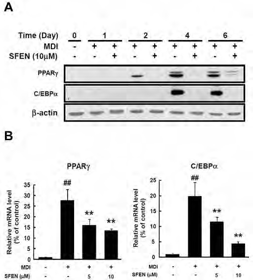 Figure 141. Effect of sulforaphene on adipogenic marker genes in 3T3-L1 preadipocytes