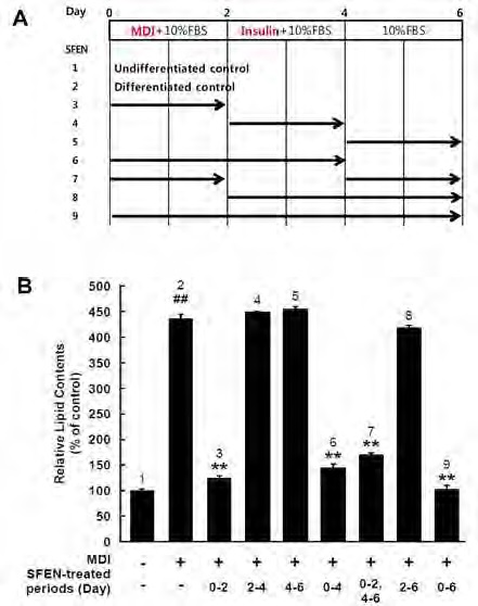 Figure 142. Time-dependent effect of sulforaphene on adipogenesis of 3T3-L1 preadipocytes