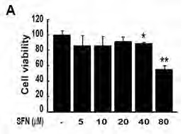 Figure 143. The effect of Sulforphane on cell viability