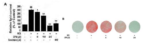 Figure 144. The effect of Sulforphane on MDI-induced adipogenesis