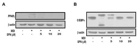 Figure 145. The effect of Sulforphane on protein expression of biomarkers during adipogenesis