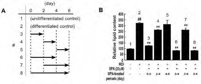 Figure 146. The effect of Sulforphane on the period of time during adipogenesis