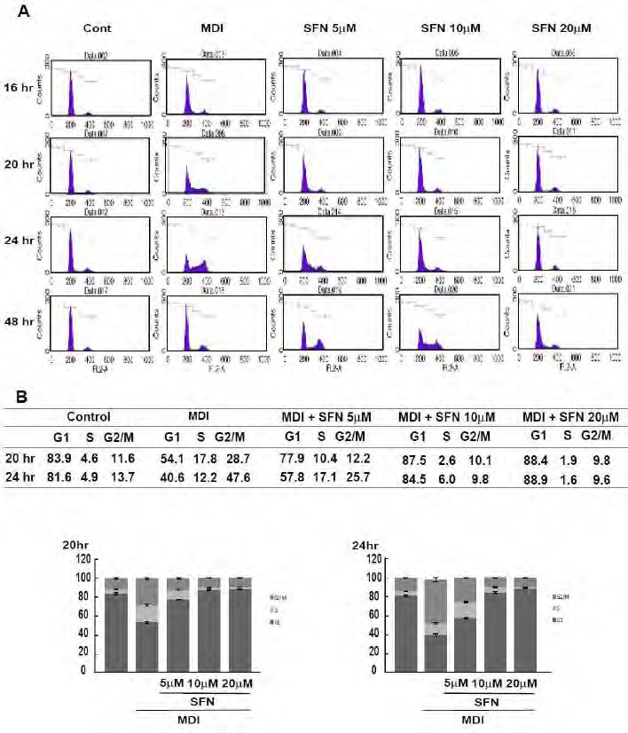 Figure 147. The effect of Sulforphane on the progress of cell cycle during early stage of adipogenesis