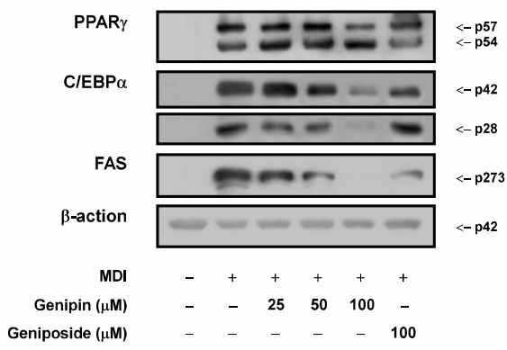 Figure 152. Effect of genipin on the expression of adipogenesisrelated proteins