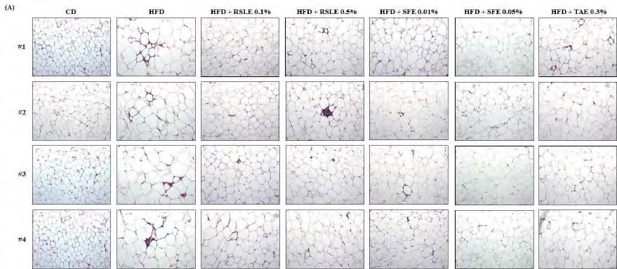 Figure 170. Effect of the RSLE, SFE and TAE on the size of adipocytes in C57BL/6J mice fed with a high-fat diet