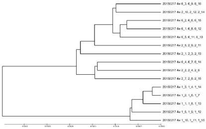 Figure 178. Dendrogram of microbiota in each group of mice