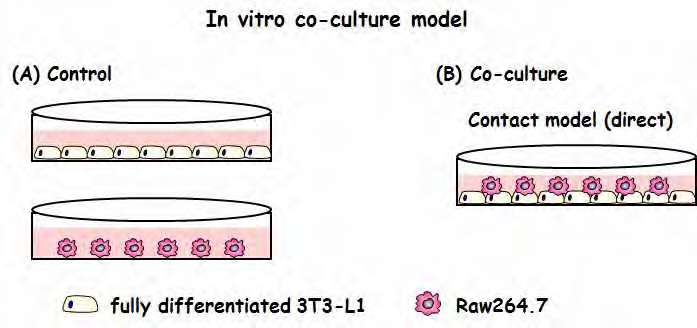 Figure 6. In vitro co-culture model