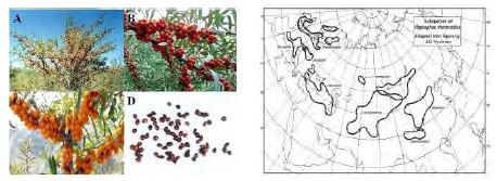 Figure 7. 비타민 나무(A)와 열매(B,C), 씨(D), 재배분포