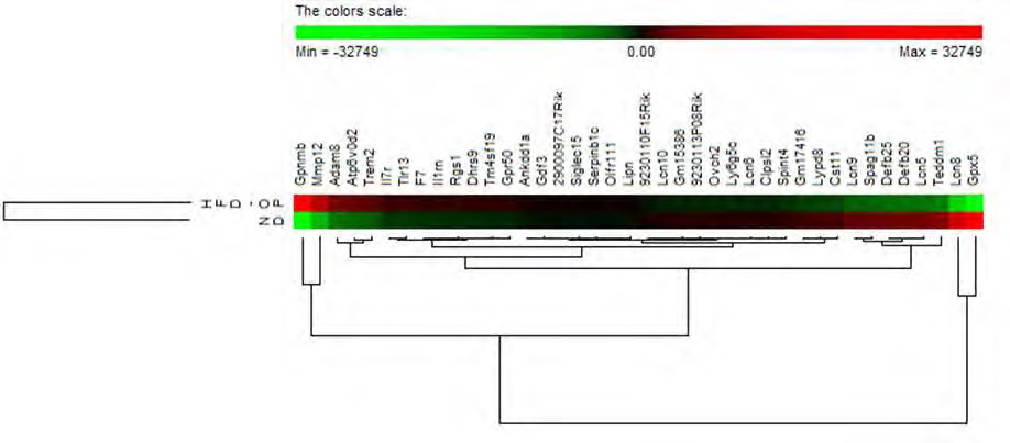 Figure 22. Heatmap of top 20 most up-regulated and down-regulated genes in the epididymal white adipose tissue in high fat diet-obesity prone group compared to the normal diet group