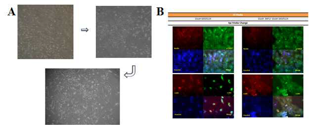 A) iPSC의 분화거동에 따른 모폴로지 변화 B) 분화 유도 된 세포에서 마커 (Nestin, p75NGF, LGR5) 발현 확인