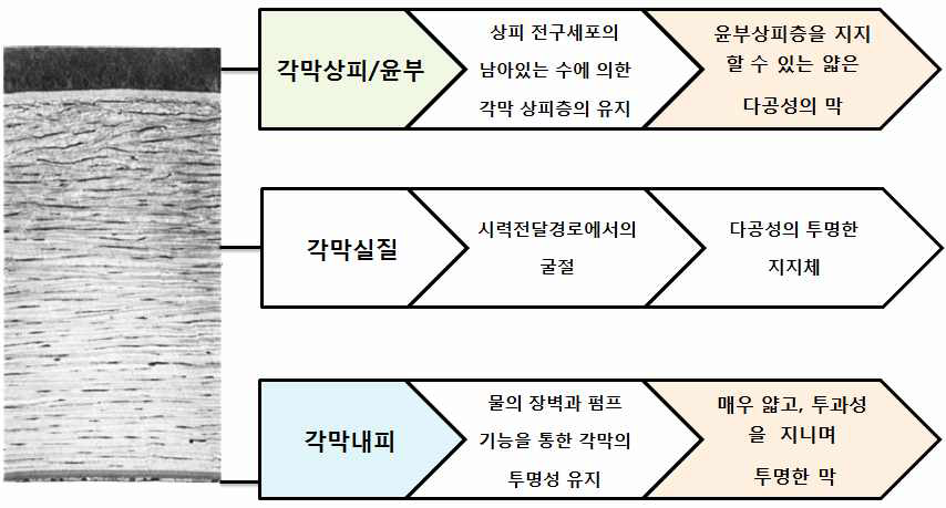 바이오각막 재생을 위한 생체재료의 최적 디자인