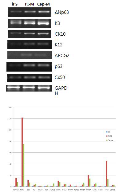 iPS를 각막상피세포배지(CEpi-M) 및 각막윤부세포 배지(PI)에 14일간 배양한 후 RT-PCR(상)과 realtime PCR (하) 시행함.