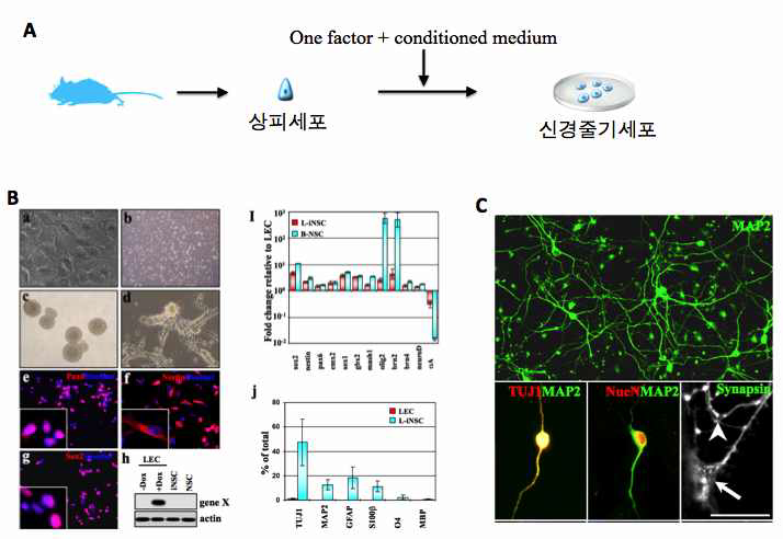 교차분화를 이용한 수정체상피세포로부터 신경줄기세포주 제작