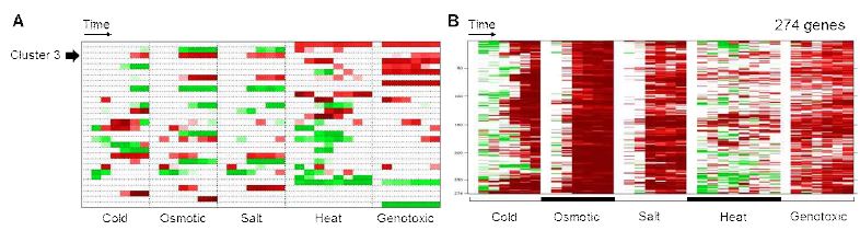 애기장대 스트레스 관련 microarray 데이터 분석.