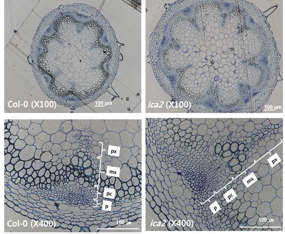 야생형과 ica2에서 줄기의 관다발 조직이 변화한 표현형