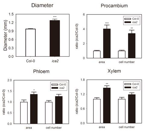 ica2 형질 전환체에서 증가된 두께와 관다발 조직의 면적 및 세포 수
