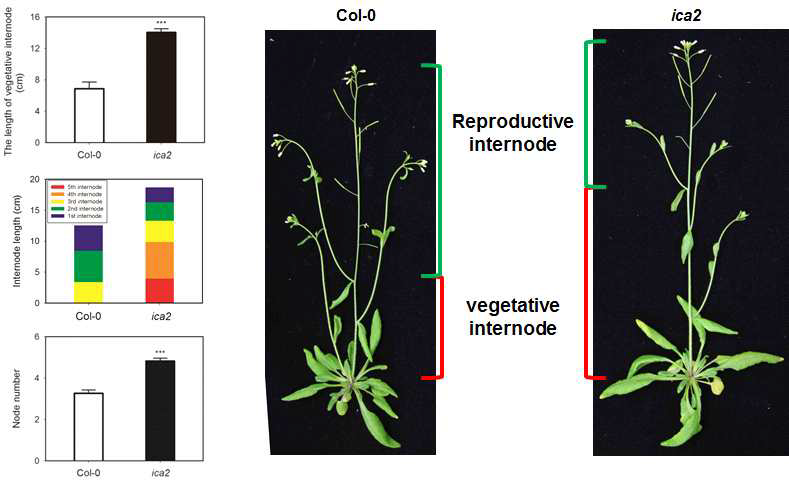 ica2 형질 전환체에서 생장단계 줄기와 마디 수의 증가