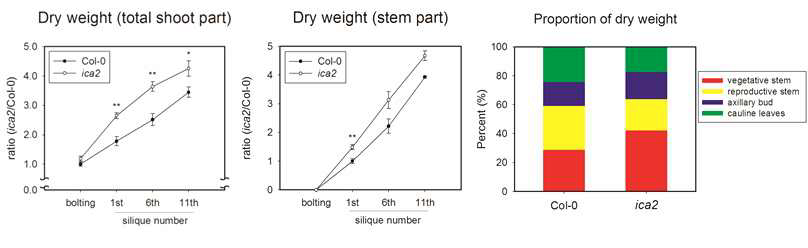 ica2 형질 전환체에서 증가된 바이오매스 축적과 잎과 줄기의 무게 비율 변화