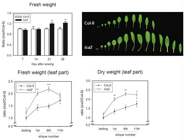 ica2 형질 전환체에서 증가된 잎의 수, 크기로 인해 바이오매스 증가