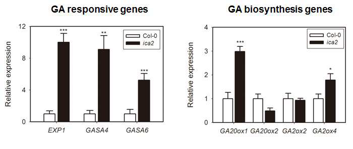 ica2 형질 전환체에서 GA 생합성 및 반응에 관여하는 유전자의 발현 변화