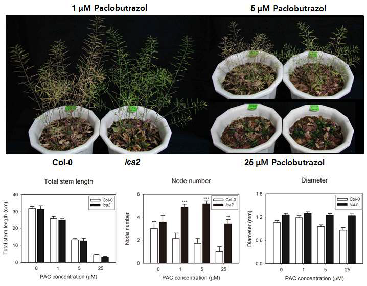 ica2 형질 전환체에서 보이는 덜 민감한 paclobutrazol 반응성