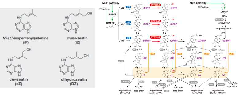 애기장대에서 isoprenoid cytokinin (CK)의 종류 및 생합성 과정 모식도