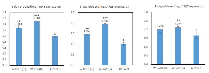 뿌리의 접촉이 차단된 상태에서 ica2 형질전환체와 함께 키운 야생형의 ARR5, 6, 7발현패턴