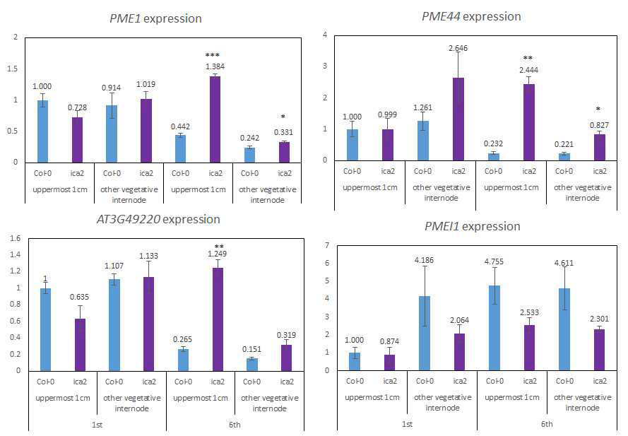 ica2 형질전환체에서 PME 및 PMEI 발현 패턴