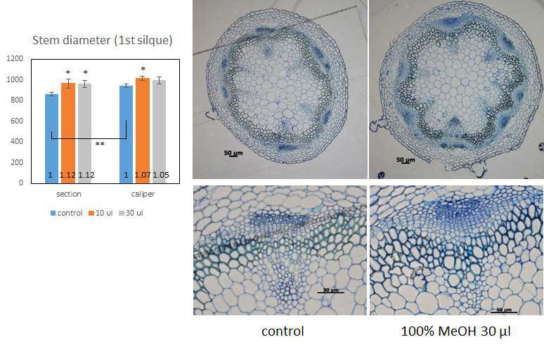메탄올 처리시 줄기 단면에서 형성층 활성 증가 표현형 확인