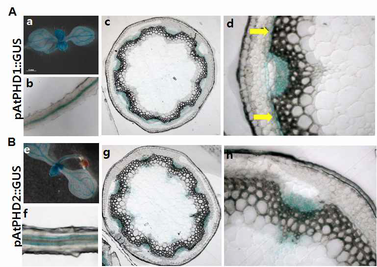 AtPHD1과 AtPHD2는 조직 내에서 떡잎과 잎, 뿌리의 관다발에서 발현하며, 특히 줄기 관다발 내의 전형성층 (procambium)을 포함한 체관부, 그리고 interfascicular cambium에서도 발현한다.