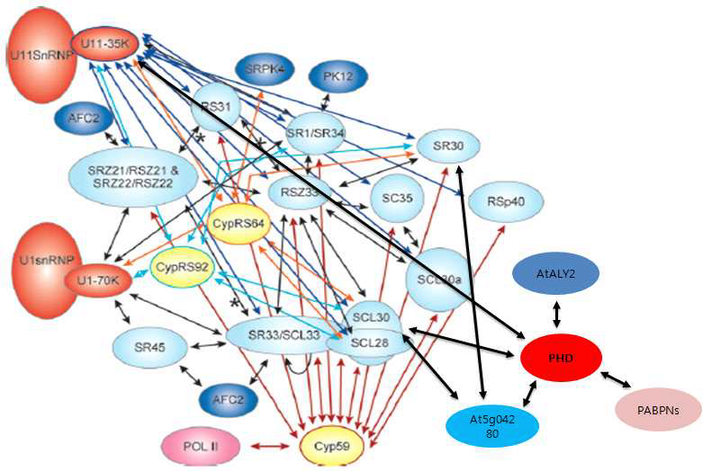 PHD와 상호작용하는 단백질 네트워크.