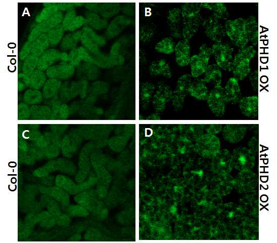 야생형과 대조적으로 AtPHD1과 AtPHD2 과발현 식물체에서 mRNA의 위치가 핵에 머물러 있음을 poly (A) RNA in situ hybridization으로 관찰하였다.