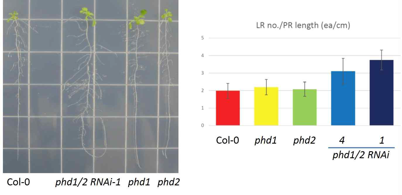 PHD 돌연변이체의 곁뿌리 발달 증대 표현형