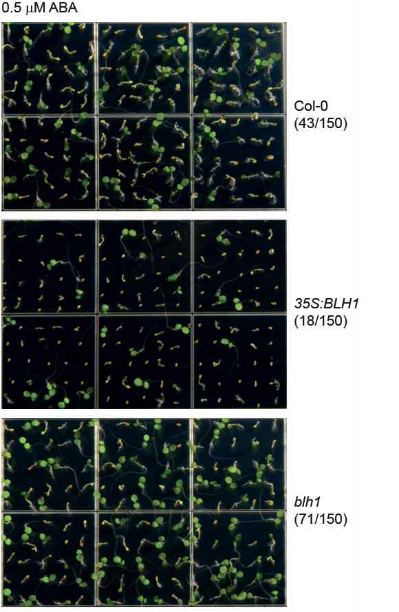 BLH1 과발현체와 결함 돌연변이체의 변화된 앱시스산 반응성 (발아)