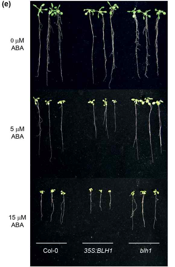 BLH1 과발현체와 결함 돌연변이체의 변화된 앱시스산 반응성 (뿌리생장)